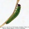 hyponephele lupina azer larva1